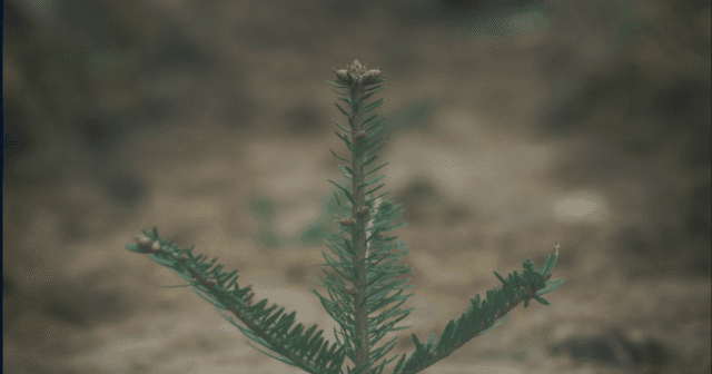 Saving Christmas Trees in the Holiday Spirit